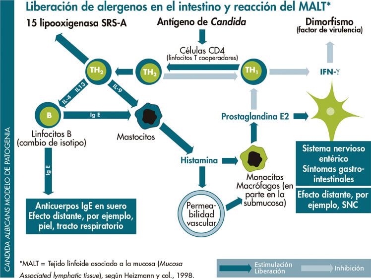 candida-albicans-glosario-ime