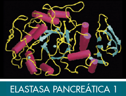 elastasa-pancreatica-ime-glosario