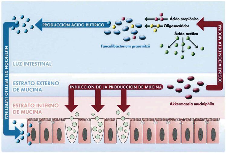 microbiota-muconutritiva-glosario-ime