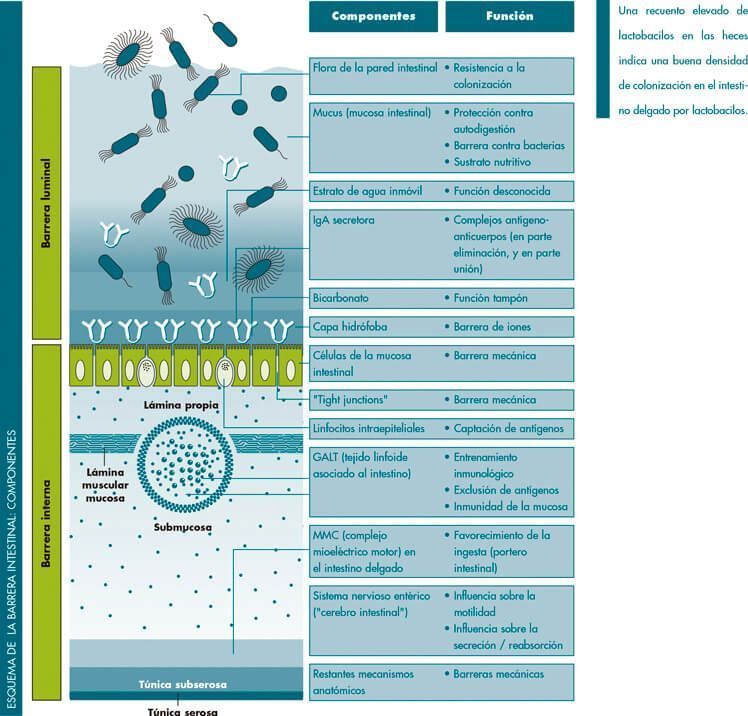 microbiota-protectora-ime-glosario