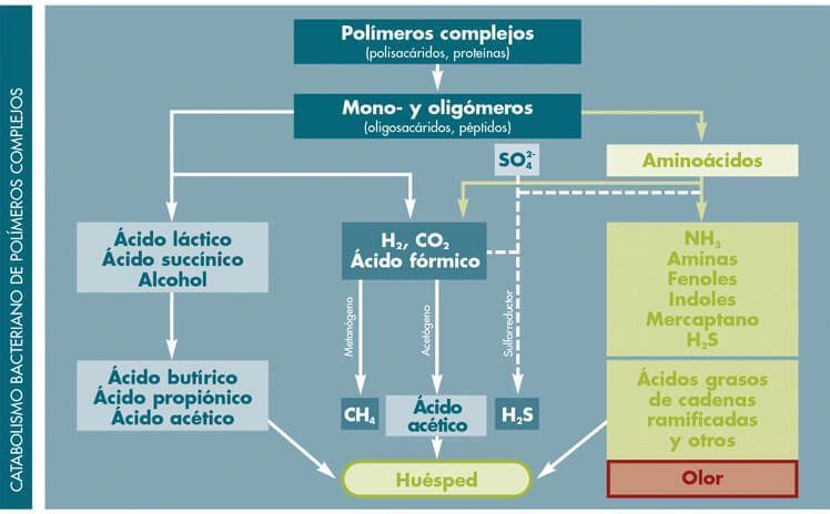 microbiota-proteolitica-glosario-ime